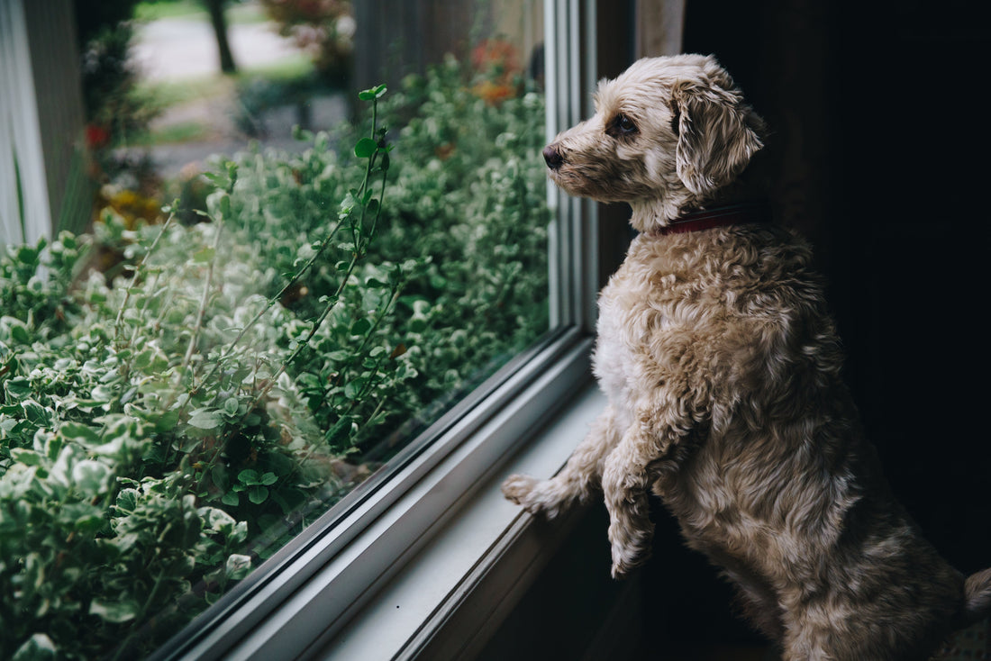 A worried dog looking out the window, representing pet anxiety during emergencies