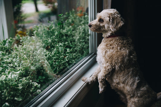 A worried dog looking out the window, representing pet anxiety during emergencies